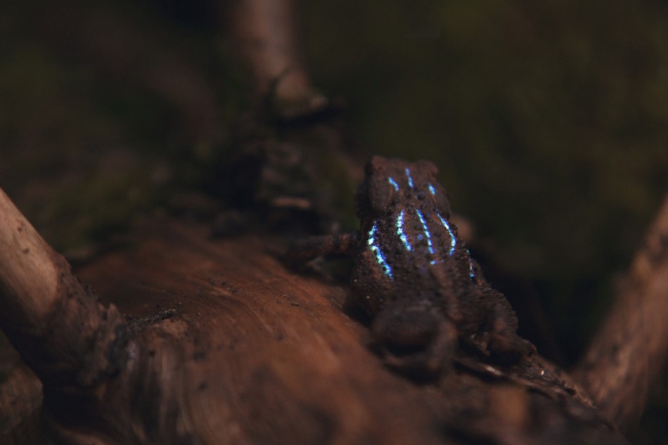 Projections in the Forest